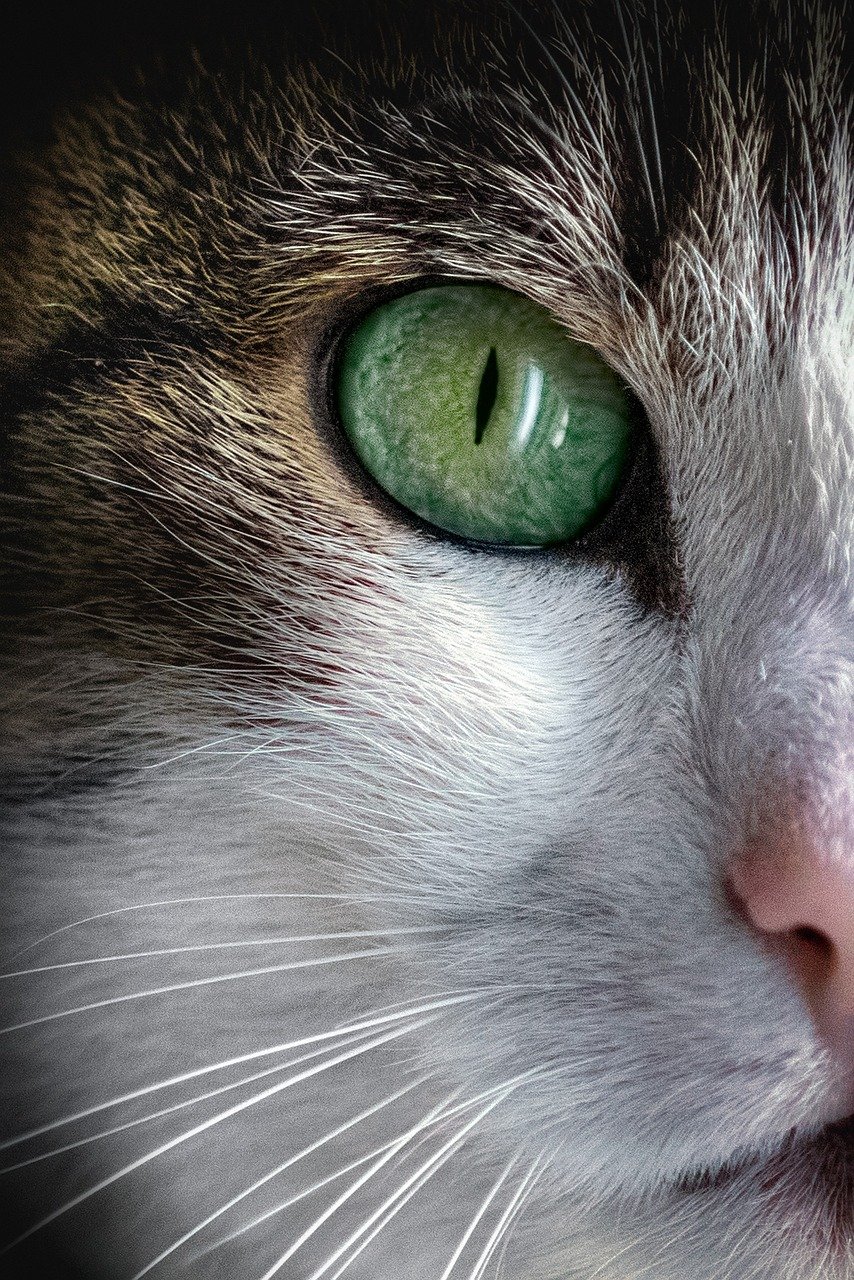 cat, pet, animal, fur