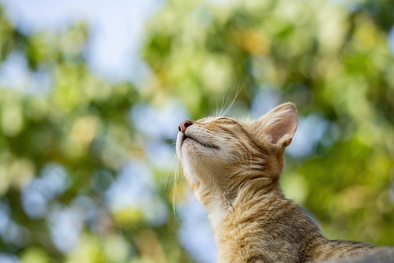 cat, pet, feline, nature, animal
