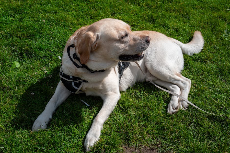 Pet Tracker App