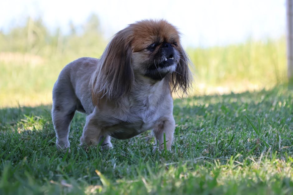 Pet Tracker App
